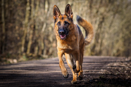 C60 BENEFITS FOR DOGS