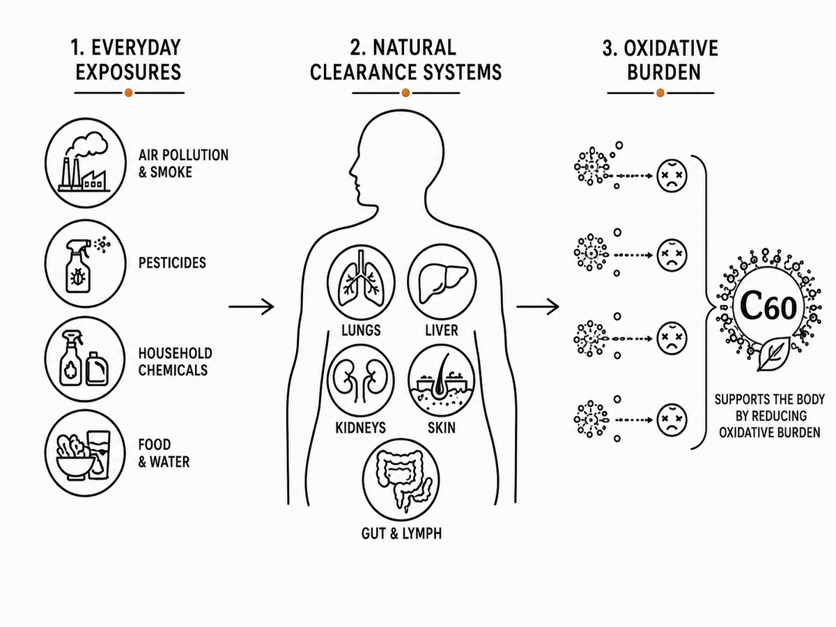 Where C60 supports the body